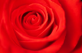 Rote Rose, Briefkarte