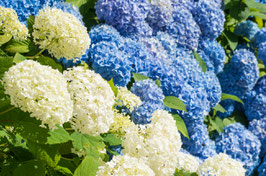 Weiße und blaue Hortensien-Blüten, Briefkarte