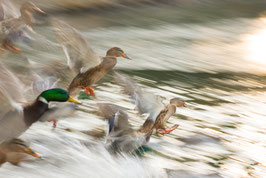 Enten-Gold, Briefkarte