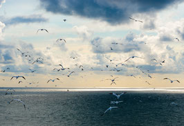 Basstölpel über der Nordsee, Briefkarte