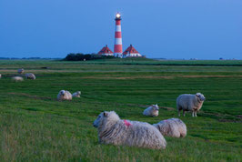 Leuchtturm Westerhever und Schafe, Briefkarte