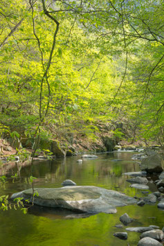 Bodetal im Frühling, Briefkarte