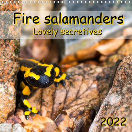 Fire salamanders - Lovely secretives (2022)