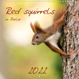 Red squirrels in Berlin (2022)