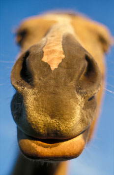 Haflinger-Nase, Briefkarte