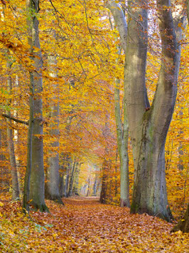 Herbstwald, Briefkarte