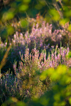 Leuchtende Heide, Briefkarte