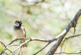 Spatz, Briefkarte