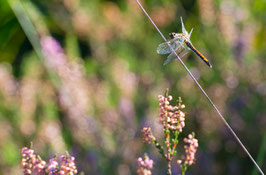 Libelle in der Heide, Briefkarte