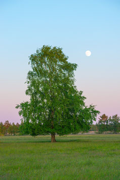 Mond-Birke, Briefkarte