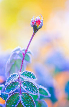 Rosenknospe im Frost, Briefkarte