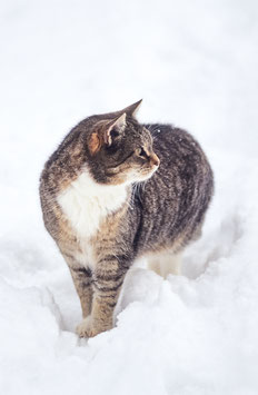 Katze im Schnee, Briefkarte