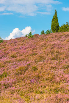 Heideblüte, Briefkarte