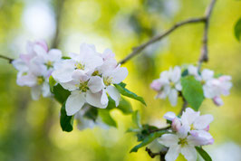 Stillleben mit Apfelblüten, Briefkarte