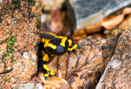 Feuersalamander schaut um die Ecke, Briefkarte