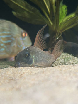 Einfarbiger Panzerwels (Hoplisoma concolor) WF-F1-ÖNZ