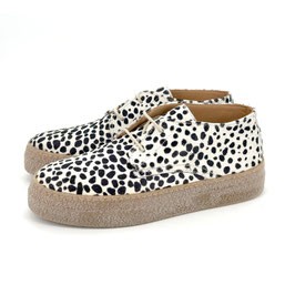 ASTA CREPE CH pony dalmatiner