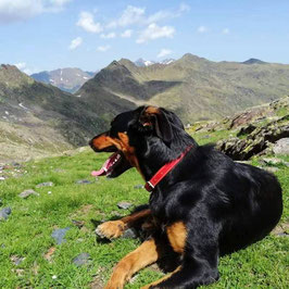 Panneau polyester " Beauceron a la montagne"