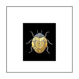 6. LADYBIRD