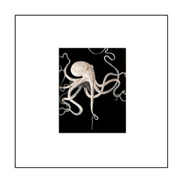 16. OCTOPUS