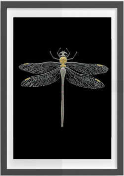 7. DRAGONFLY