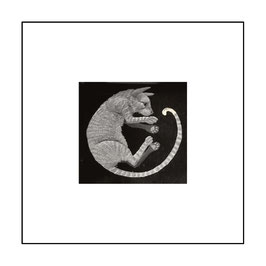 21. CAT AND TAIL