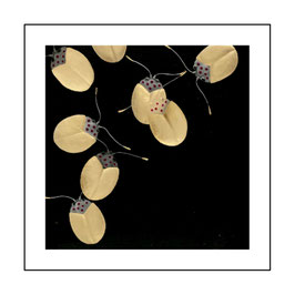 4. BEETLES