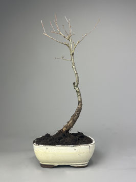 Stieleiche, Quercus robur, Outdoor - Bonsai, Freilandbonsai, Geschenk Idee