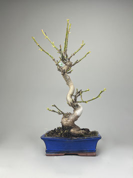 Amberbaum, Liquidambar, Garten Bonsai, Freilandbonsai Geschenkidee