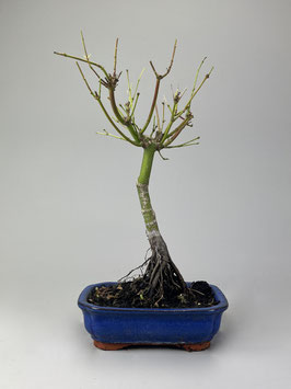 Fächerahorn, Acer palmatum, Ahorn, Bonsai Solitär, Geschenkidee, Freilandbonsai