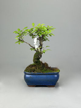 Zwerg Ulme, Ulmus parvifolia `nire keyaki`, Outdoor - Bonsai, Freilandbonsai, Solitär