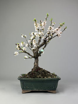 Filzkirsche, Prunus tomentosa, Blühender Outdoor - Bonsai, Freilandbonsai, Geschenkidee