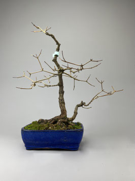 Acer campestre, Feldahorn, Outdoor - Bonsai, Freilandbonsai