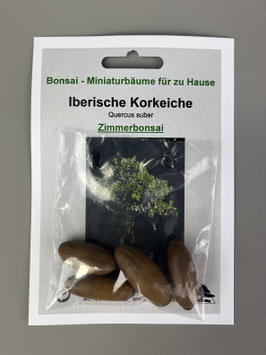 Iberische Korkeiche, Quercus suber, Zimmerbonsai, Geschenkidee, Bonsai-Samen