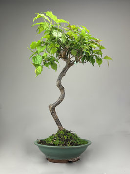 Japanische Aprikose, Prunus mume, Blühender Outdoor - Bonsai, Freilandbonsai, Geschenkidee