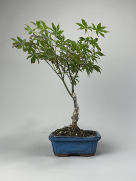 Roter Fächerahorn, Acer palmatum 'Atropurpureum', Ahorn, Bonsai Solitär, Geschenkidee, Freilandbonsai