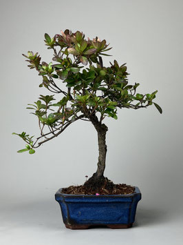 billige bonsai Bonsai