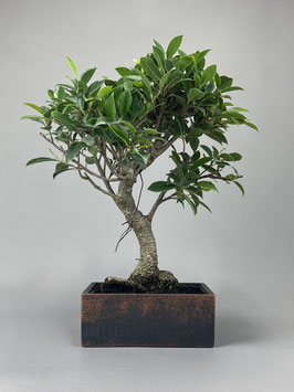 Bonsai Deko - Kollektion  Zimmerbonsai, Chin. Feigenbaum / Ficus microcarpa