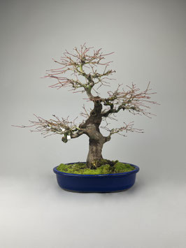 Fächerahorn, Acer palmatum, Ahorn, Bonsai Solitär, Geschenkidee, Freilandbonsai