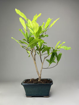 Magnolie, Magnolia, Blühender Outdoor - Bonsai, Freilandbonsai, Geschenkidee