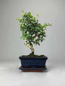 Fukientee, Carmona microphylla, Zimmerbonsai / Indoorbonsai, Pflegeleicht, Bonsai Geschenkidee