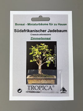 Samen+Anzuchtset: Südafrikanischer Jadebaum, Crassula arborescens, Zimmerbonsai, Geschenkidee, Bonsai-Samen