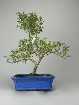 Jap. Stechpalme, Ilex crenata, Outdoor - Bonsai, Freilandbonsai, Pflegeleicht, Geschenkidee, Immergrüner Bonsai