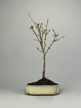 Zwergkirsche / Kurilenkirsche, Prunus kurilensis, Blühender Outdoor - Bonsai, Freilandbonsai, Geschenkidee