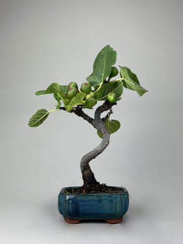 Eßfeige, Ficus carica, mediterraner Bonsai, Geschenkidee