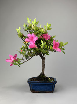 Satsuki - Azalee, Rhododendron indicum, Freilandbonsai, Gartenbonsai, Geschenkidee