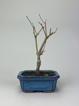 Roter Fächerahorn, Acer palmatum 'Atropurpureum', Ahorn, Bonsai Solitär, Geschenkidee, Freilandbonsai
