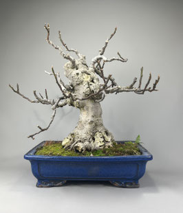 Eßfeige, Ficus carica, mediterraner Bonsai Rohling, Geschenkidee, XXL Solitär