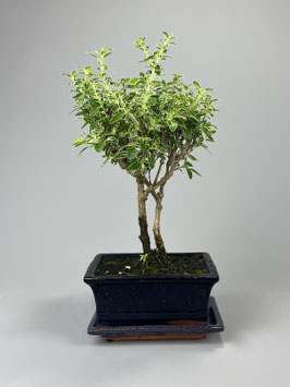 Junischnee, Baum der tausend Sterne / Serissa foetida variegata, Zimmerbonsai / Indoorbonsai
