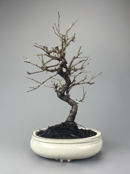 Steinweichsel, Prunus mahaleb, Outdoor - Bonsai, Freilandbonsai